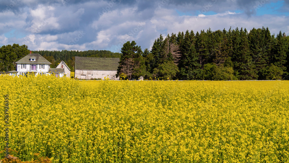 Grey cloud over yellow canola fields in Prince Edward Island, Canada 