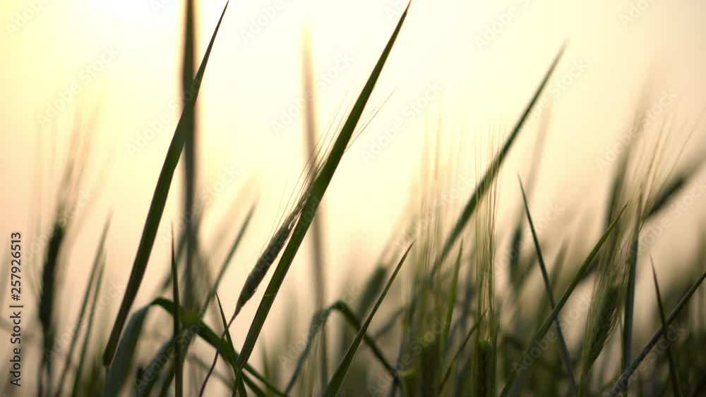 4K Video selective focus close up shot of beautiful natural organic green barley wheat swaying in the soft wind blow against sunlight at evening sunset with blurred wheat field and sky backgrounds. 4K Video selective focus close up shot of beautiful natural organic green barley wheat swaying in the soft wind blow against sunlight at evening sunset with blurred wheat field and sky backgrounds.