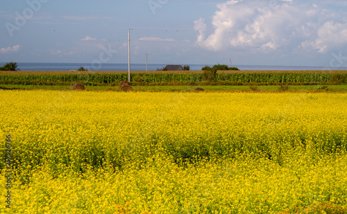 Yellow canola fields by the sea in Prince Edward Island, Canada 