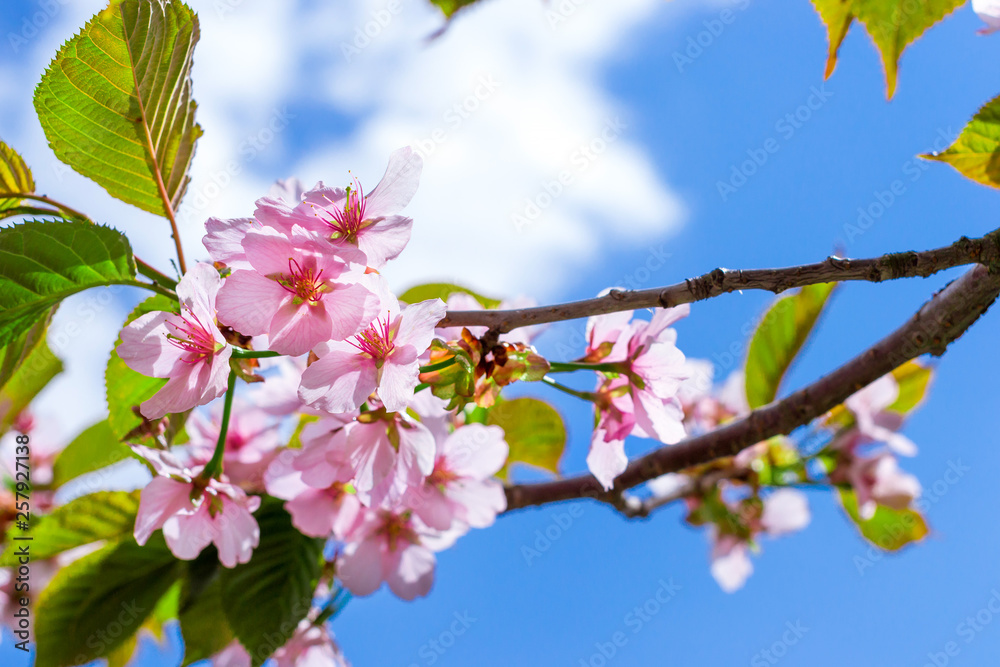 Sakura blossom in spring Park. Cherry blossom tree in late spring. Flora historically formed set of plant species of North-West of Russia, Saint-Petersburg Sakura blossom in spring Park. Cherry blossom tree in late spring. Flora historically formed set of plant species of North-West of Russia, Saint-Petersburg