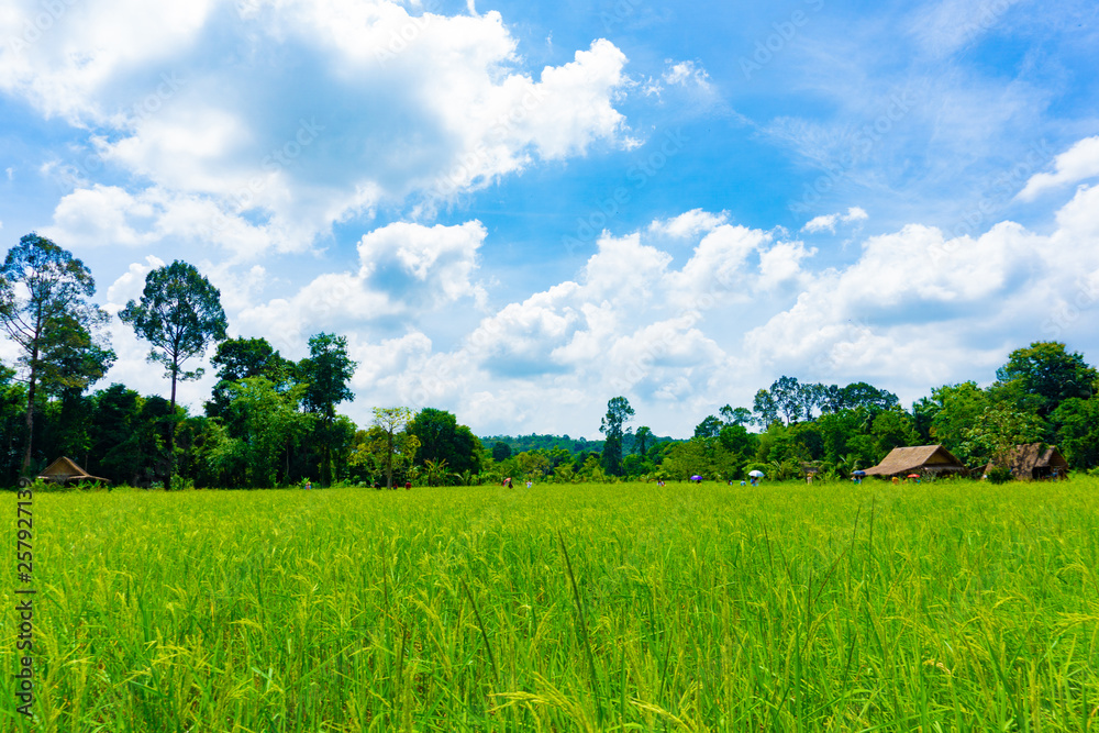 Fototapeta premium Paddy rice field in cloudy blue sky day