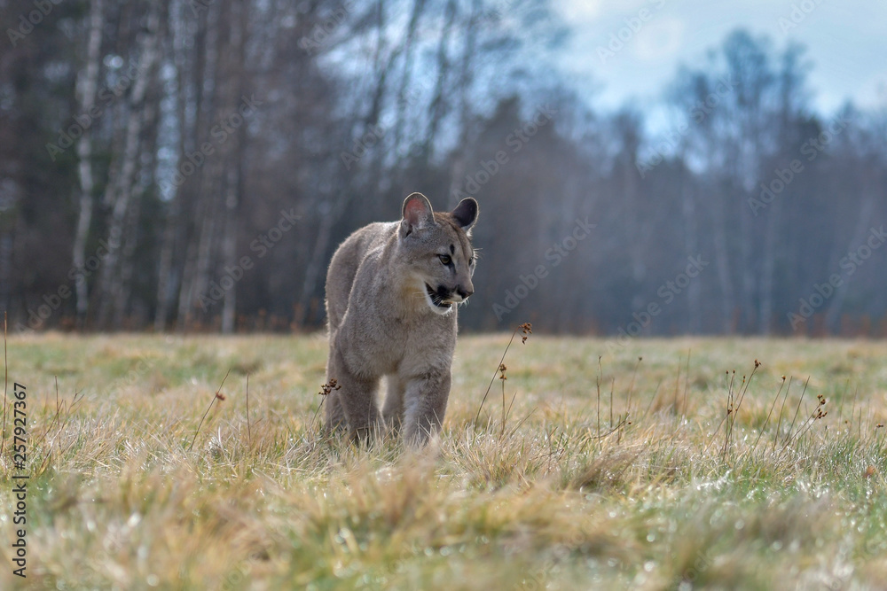 Cougar (Puma concolor), also commonly known as the mountain lion, puma, panther, or catamount. is the greatest of any large wild terrestrial mammal in the western hemisphere. Cougar (Puma concolor), also commonly known as the mountain lion, puma, panther, or catamount. is the greatest of any large wild terrestrial mammal in the western hemisphere.