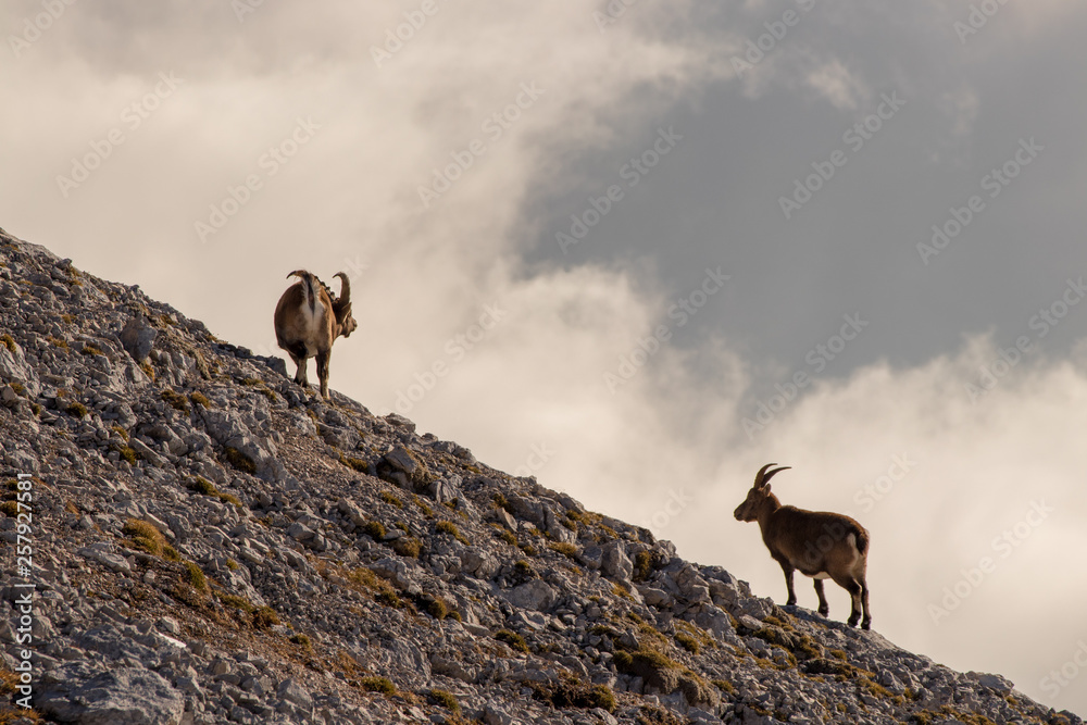 two alpine ibex behind theme clouds two alpine ibex behind theme clouds