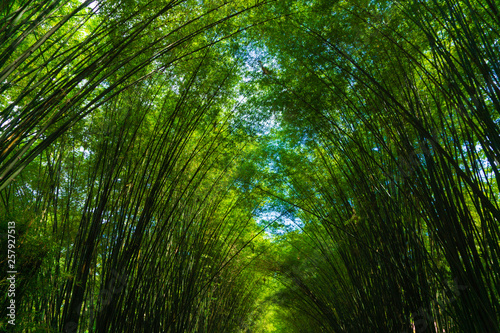 Bamboo forest at Chulapornwanaram temple at Nakhon Nayok, Thailand