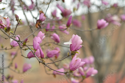 pink flowers in spring