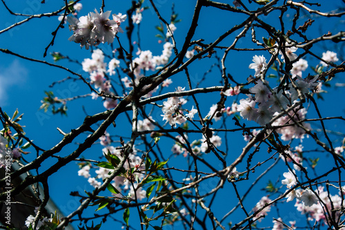 Closeup of flowers from a tree in the streets of Voorburg in Netherlands photo