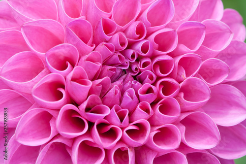 Blossom of a pink dahlia in full bloom