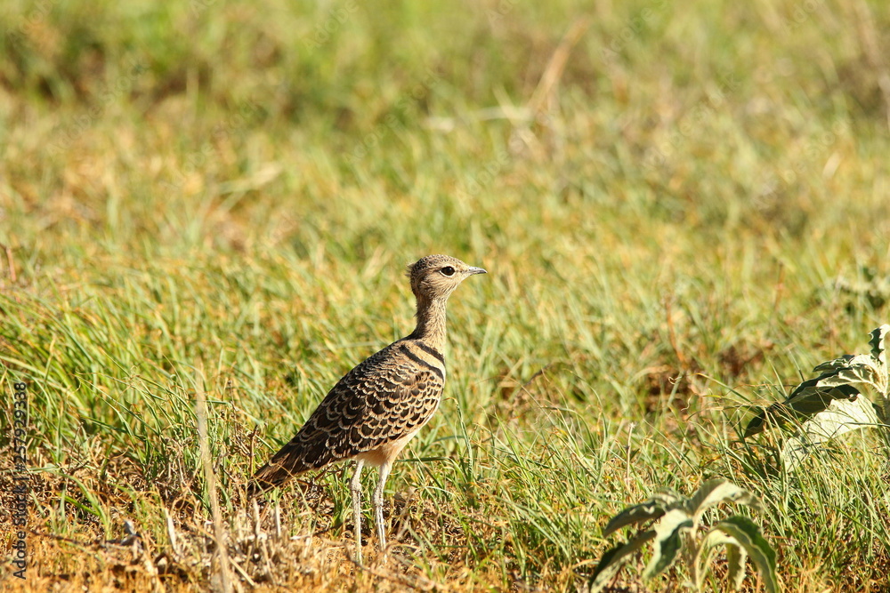 Double-banded Courser, Rhinoptilus africanus, standing in natural habitat in the Karoo of South Africa. Double-banded Courser, Rhinoptilus africanus, standing in natural habitat in the Karoo of South Africa.