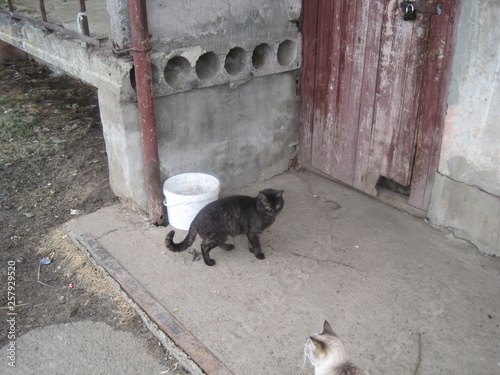two pigs in a stable