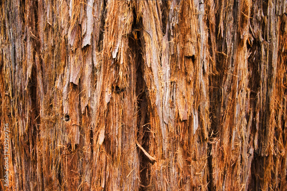 Obraz premium Giant Redwood Tree Texture, Background