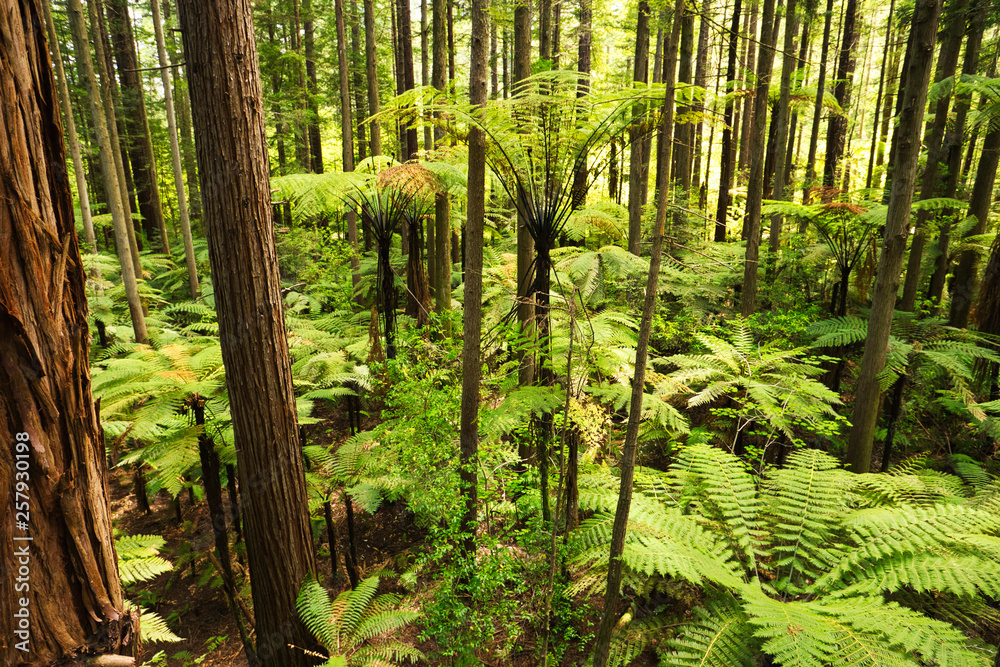 Forest of Tree Ferns and Giant Redwoods in Whakarewarewa Forest near Rotorua, New Zealand Forest of Tree Ferns and Giant Redwoods in Whakarewarewa Forest near Rotorua, New Zealand