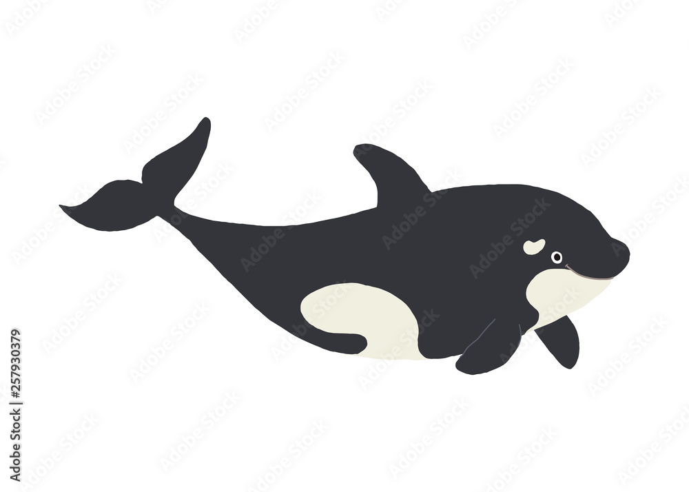 Cute killer whale smiling. Funny orca. Cartoon vector hand drawn eps 10 childrens book illustration isolated on white background in a flat style. Cute killer whale smiling. Funny orca. Cartoon vector hand drawn eps 10 childrens book illustration isolated on white background in a flat style.