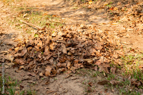 Heaps of fallen leaves in Autumn garden