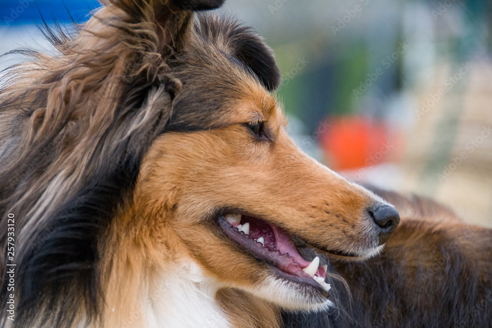 Close up of Shetland Sheepdog Close up of Shetland Sheepdog