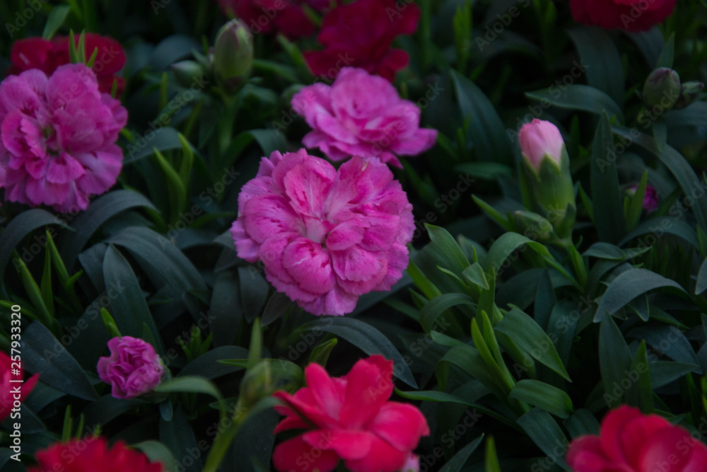 Bunch of carnation flowers, mixed colors, red, pink, close-up cloves, background for 8 march, mother's day, women's day, valentine's day Bunch of carnation flowers, mixed colors, red, pink, close-up cloves, background for 8 march, mother's day, women's day, valentine's day
