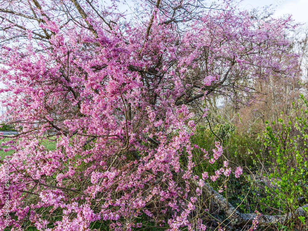 Pink Spring Tree Blossoms 7