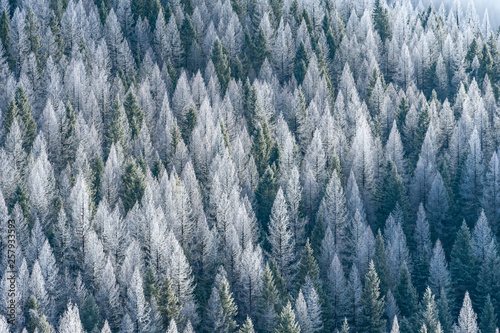 View of snow covered tree during winter