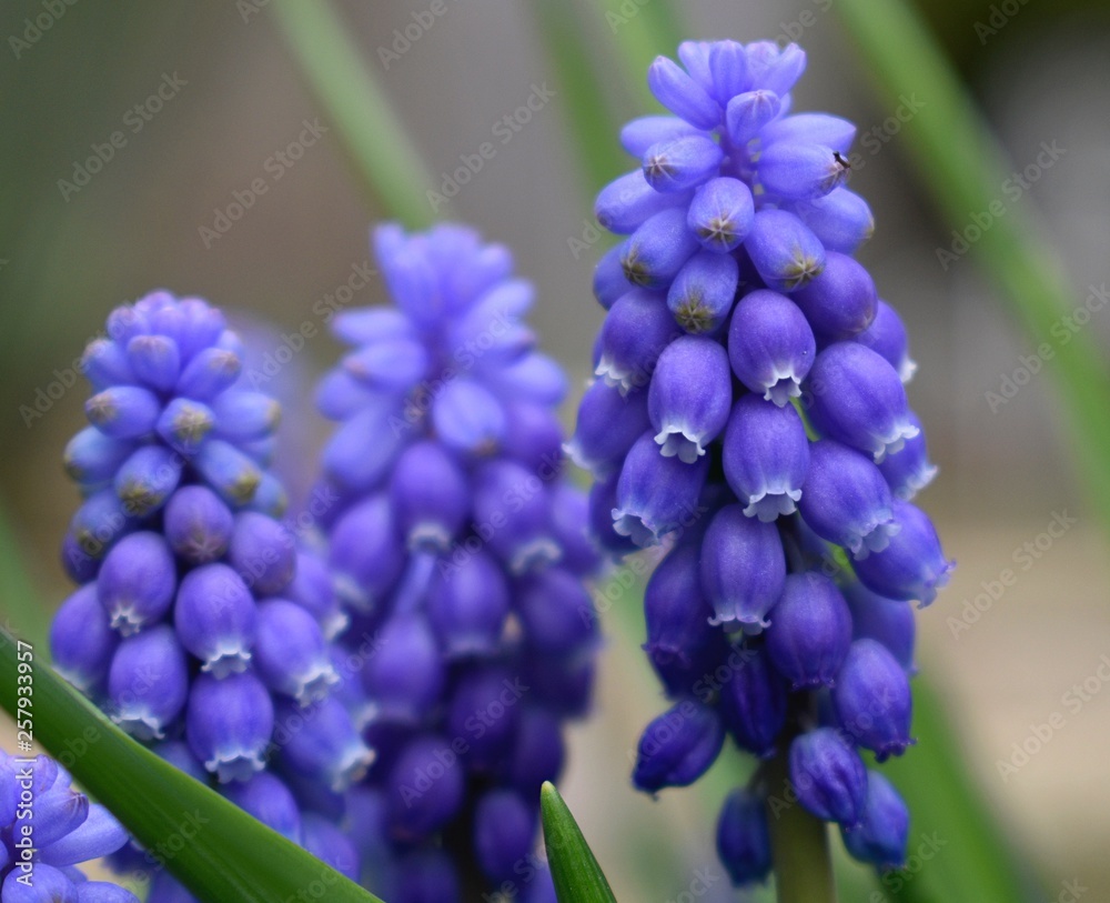 Purple delights Purple delights