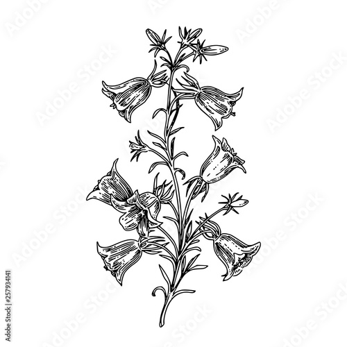 Beautiful branch of bluebells. Sketch. Engraving style. Vector illustration.