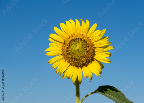 Sunflowers blooming in the farm with blue sky.