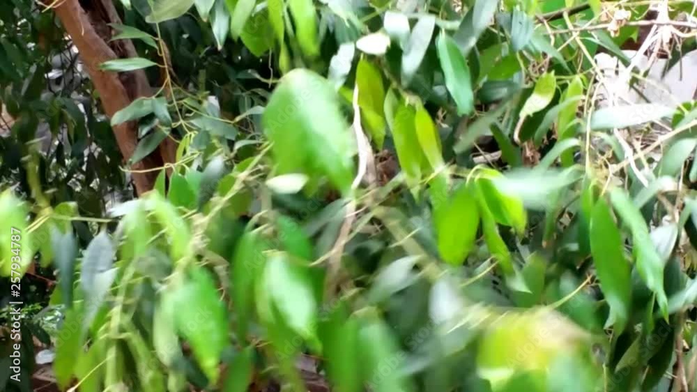 Green Leaves & branches swaying in wind Green Leaves & branches swaying in wind