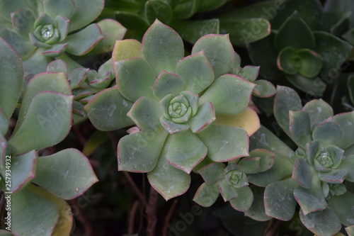 Cactáceas y suculentas con sus vistosas flores photo