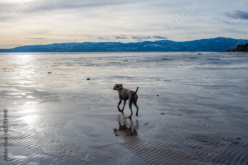 Weimaraner dog walking on frozen mud on Flathead Lake