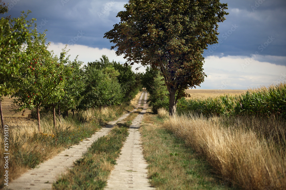 Fototapeta premium Feldweg auf dem Land