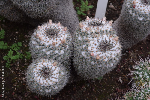 Cactáceas y suculentas con sus vistosas flores photo