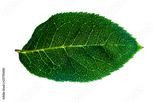 green leaf with translucent streaks