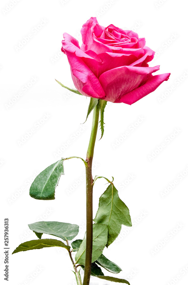 red rose on a white isolated background, beautiful flower with petals red rose on a white isolated background, beautiful flower with petals