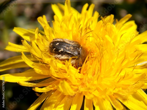 beetle on yellow dandelion © oljasimovic