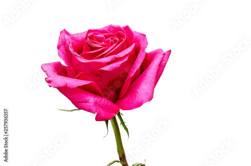 red rose on a white isolated background  beautiful flower with petals