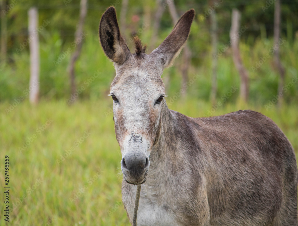 portrait of a donkey