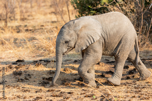 Lone elephant calf walking in Africa over a savanna plain