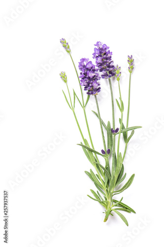 Lavender herb flowers isolated white background