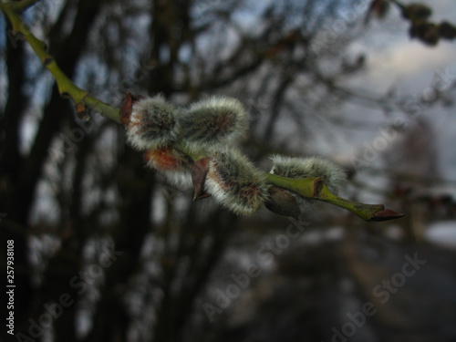 Willow. Buds, spring shoots, spring