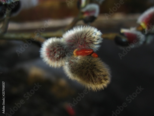 Willow. Buds, spring shoots, spring