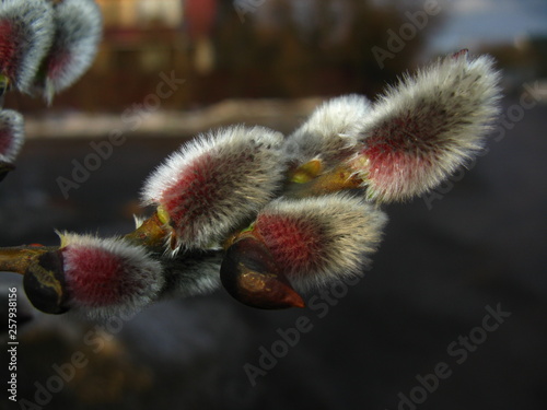 Willow. Buds, spring shoots, spring