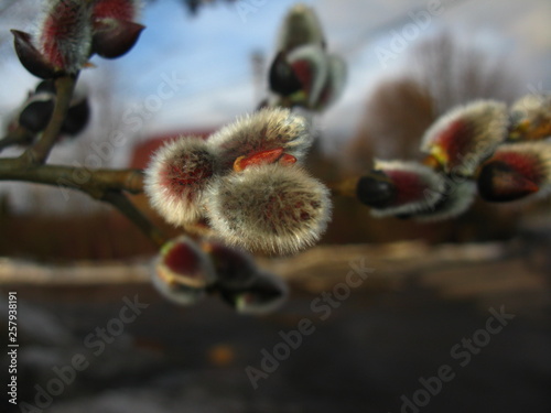 Willow. Buds, spring shoots, spring