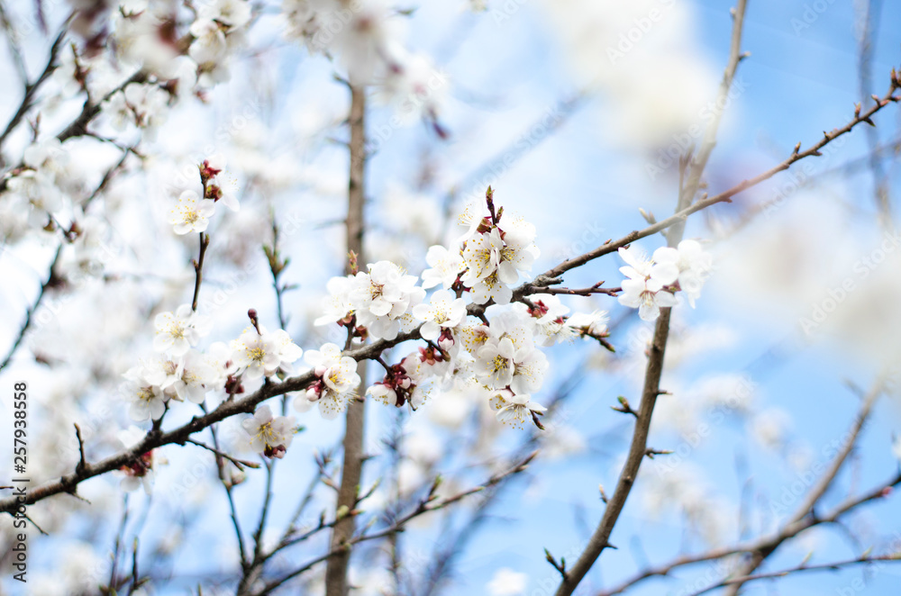 Apricot Blossom on a sprin sunny day Apricot Blossom on a sprin sunny day