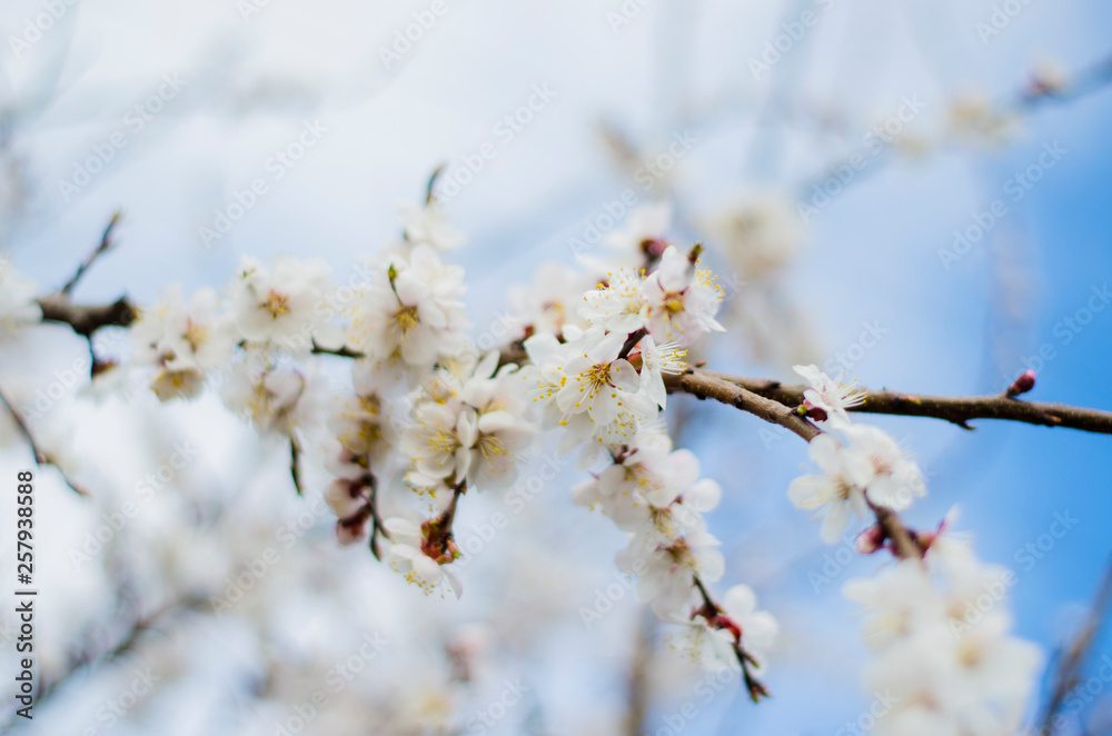 Apricot Blossom on a sprin sunny day Apricot Blossom on a sprin sunny day