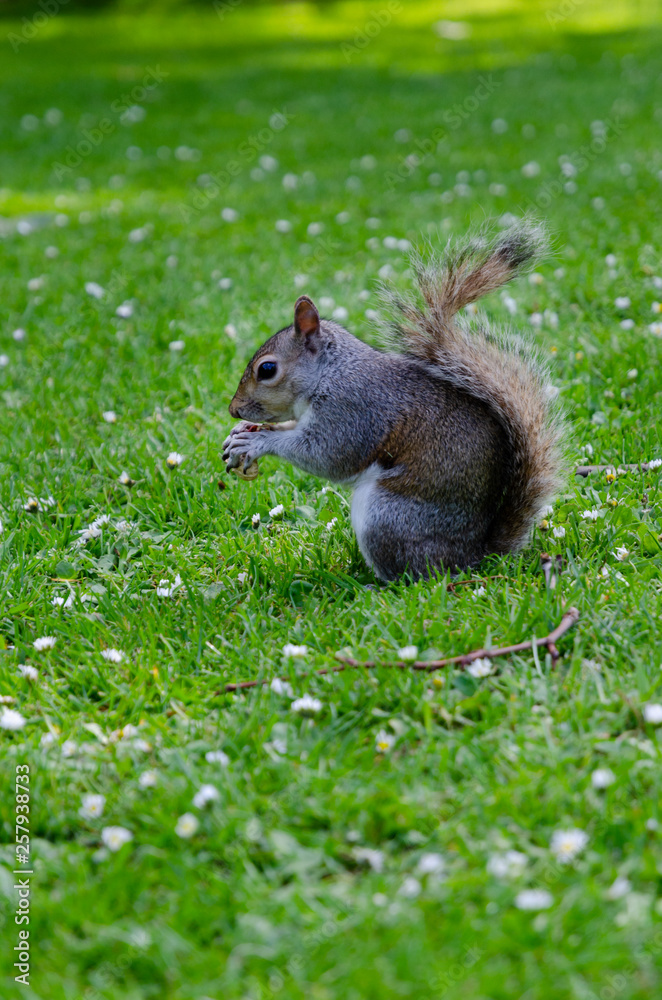 London city / England - May 2014: Squirrel in St. James Park London city / England - May 2014: Squirrel in St. James Park