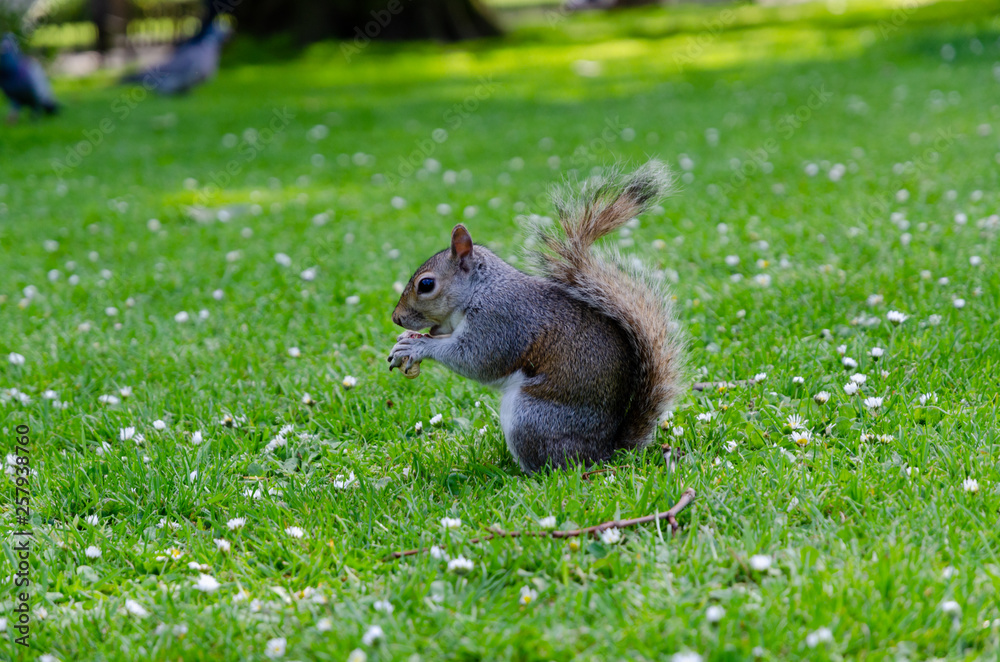 London city / England - May 2014: Squirrel in St. James Park London city / England - May 2014: Squirrel in St. James Park