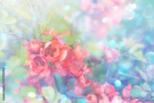Garden blooming flowers on a toned soft background outdoors . Spring summer floral background.