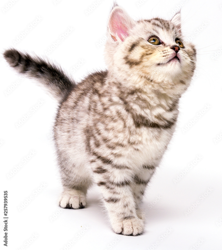 Naklejka premium Striped Scottish strKitten of breed Scottish Straight in anticipation of food with a raised face. On a white background.