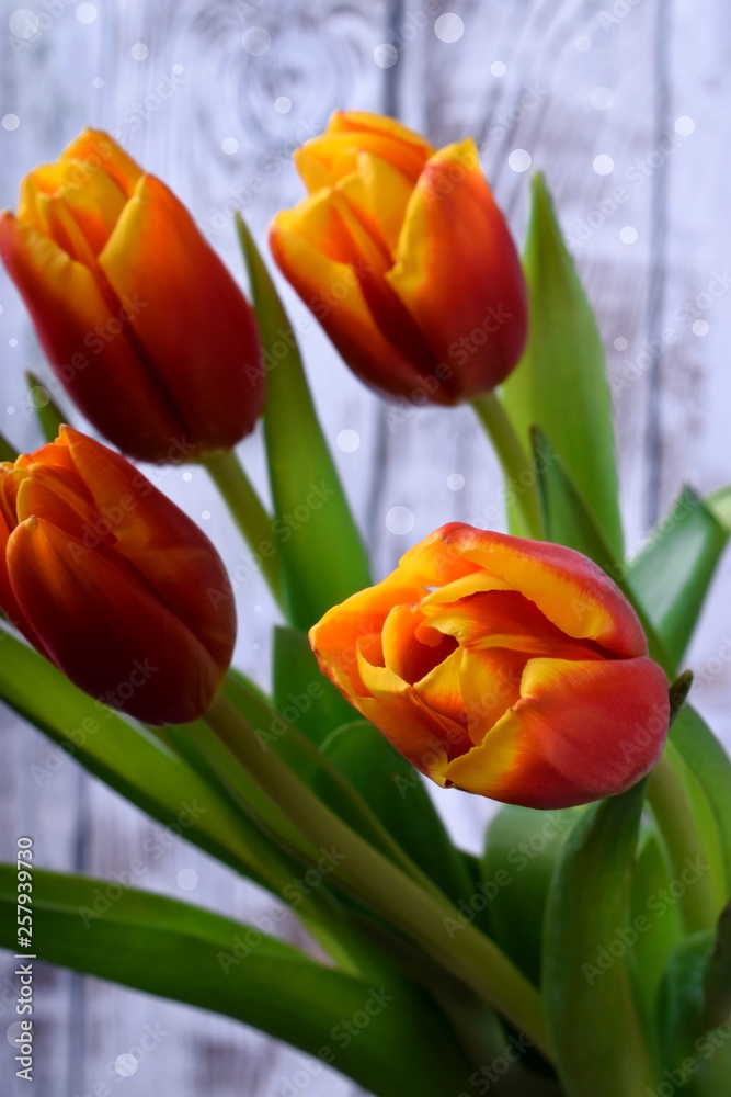 Bouquet of red and yellow tulips against the white wooden background Bouquet of red and yellow tulips against the white wooden background