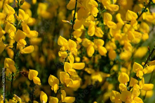 scotch broom