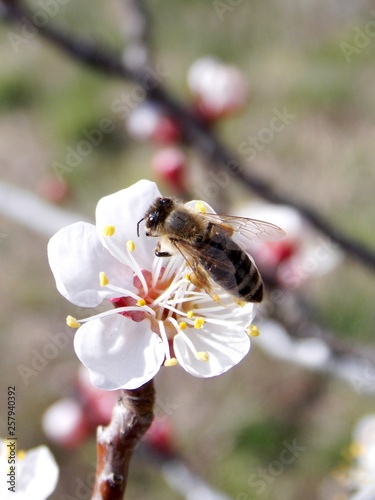 bee on white apricot blossom