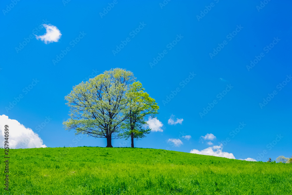 草原の木と雲
